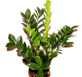 Zamioculcas