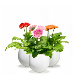 Gerbera 